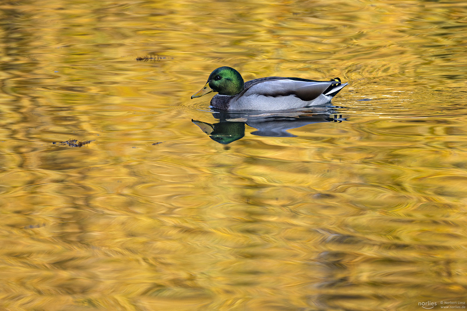 Erpel im goldenen Wasser