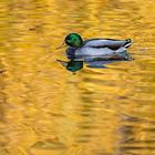 Erpel im goldenen Wasser