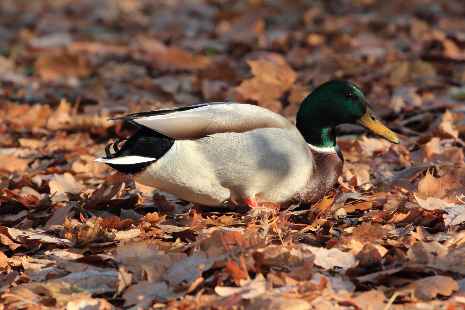 Erpel im Herbstlaub