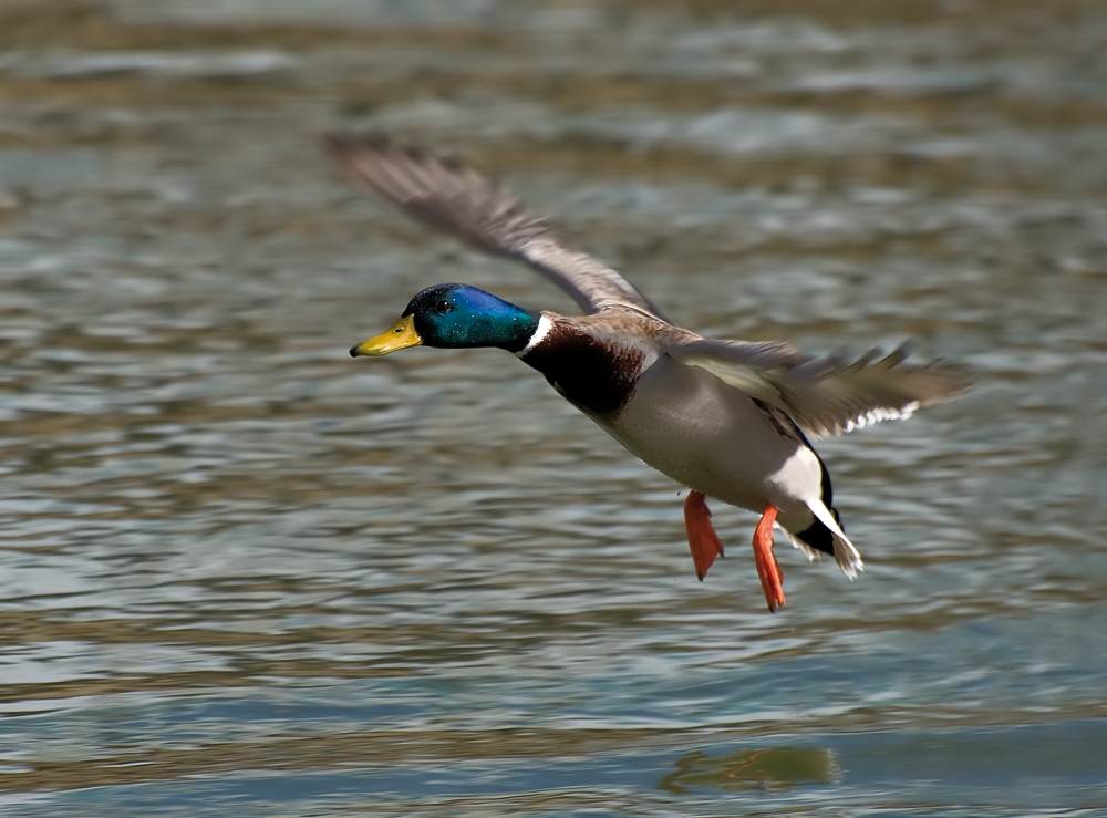 Erpel im Landeanflug