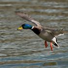 Erpel im Landeanflug