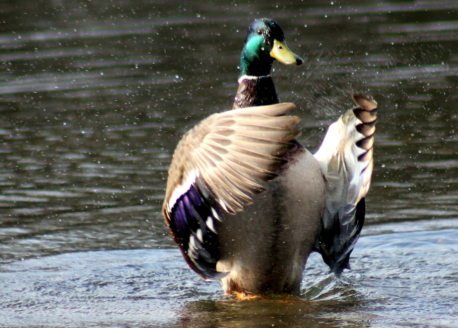 Erpel im Neckar beim Flügelschlag