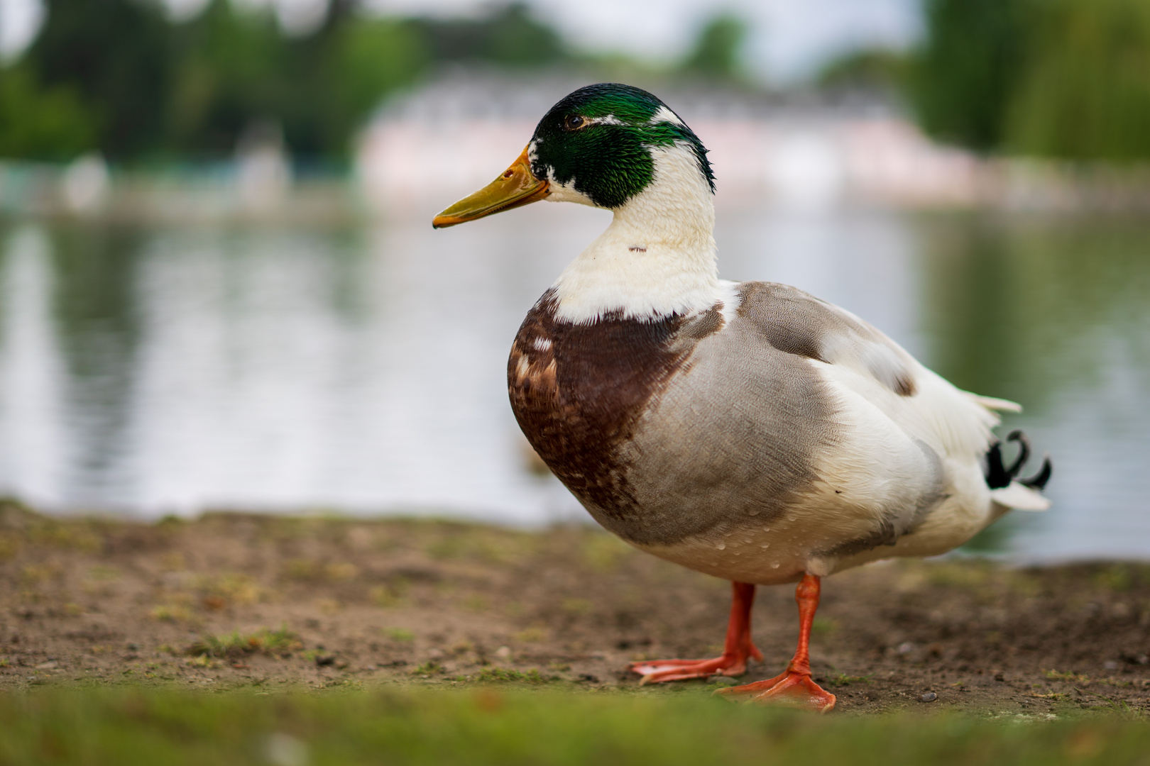 Erpel im Schlosspark