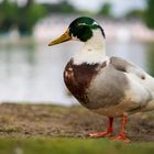 Erpel im Schlosspark