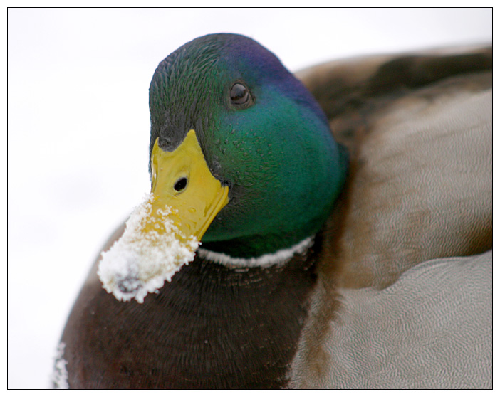 Erpel im Schnee (1)