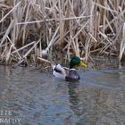 Erpel im Teich