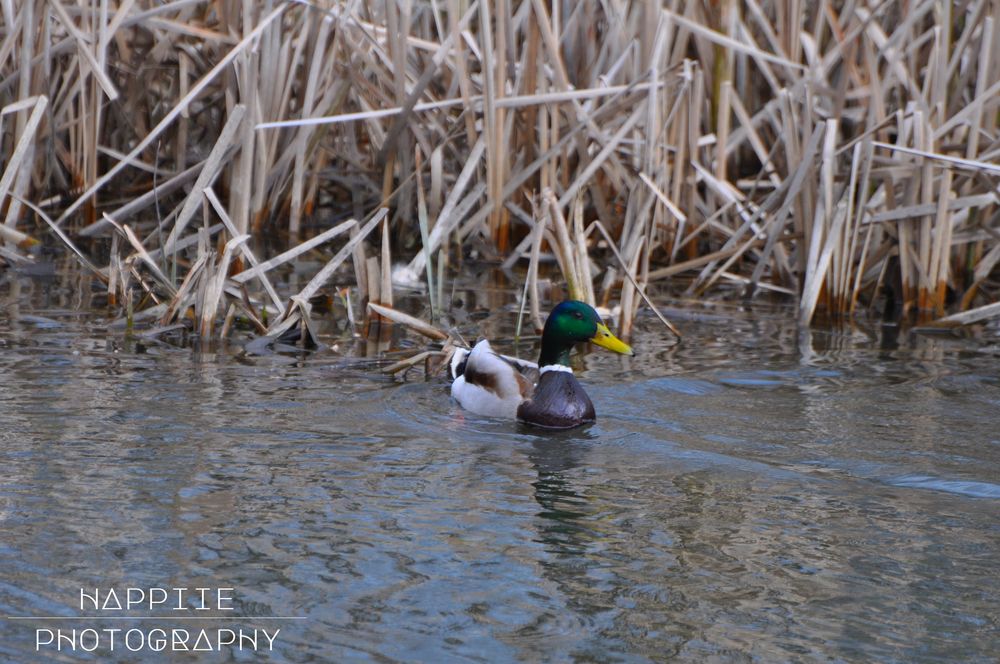 Erpel im Teich Foto & Bild tiere, wildlife, wild lebende vögel Bilder