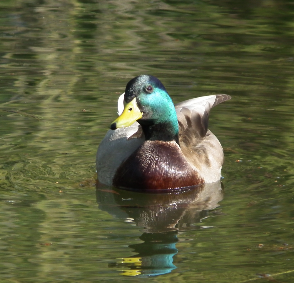 Erpel im Teich