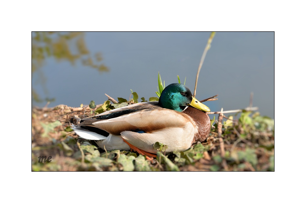 Erpel im Tierpark Nymphaea in Esslingen