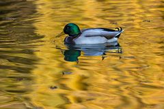 Erpel im Wasser