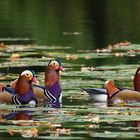 Erpel, Mandarin-Enten (Aix galericulata)