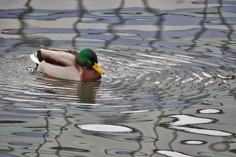 Erpel mit Wasserspiegelung