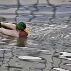 Erpel mit Wasserspiegelung