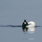 Erpel Schellente (Bucephala clangula) - Voller Leidenschaft - 