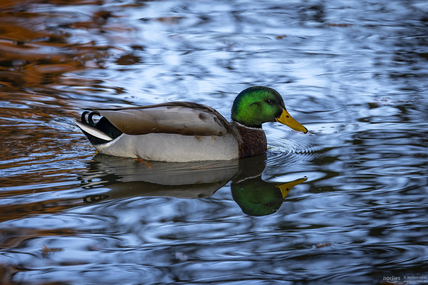 Erpel Spiegelung im blauem Wasser