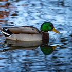 Erpel Spiegelung im blauem Wasser