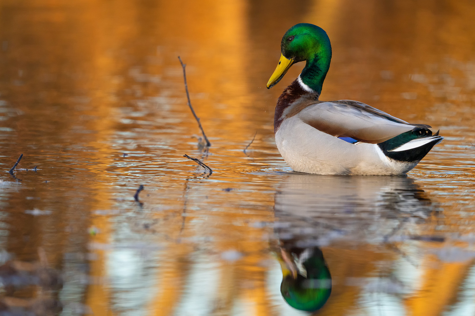 Erpel, Stockente