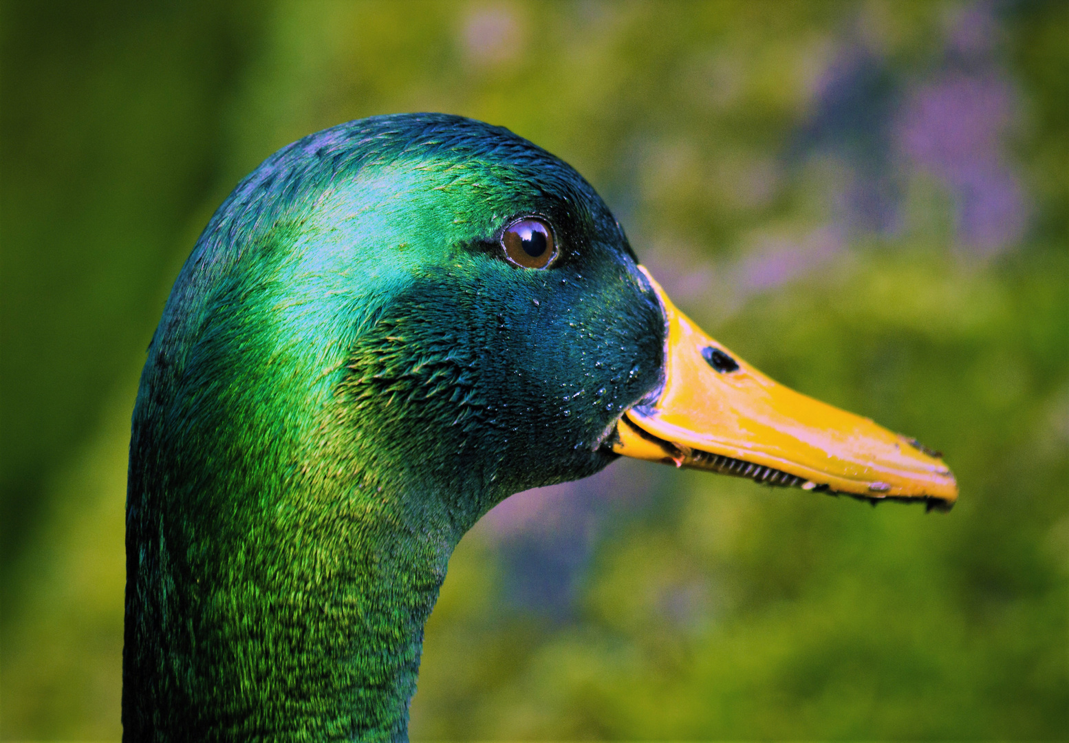 Erpel / Stockente Mallard (Anas platyrhynchos) im PK