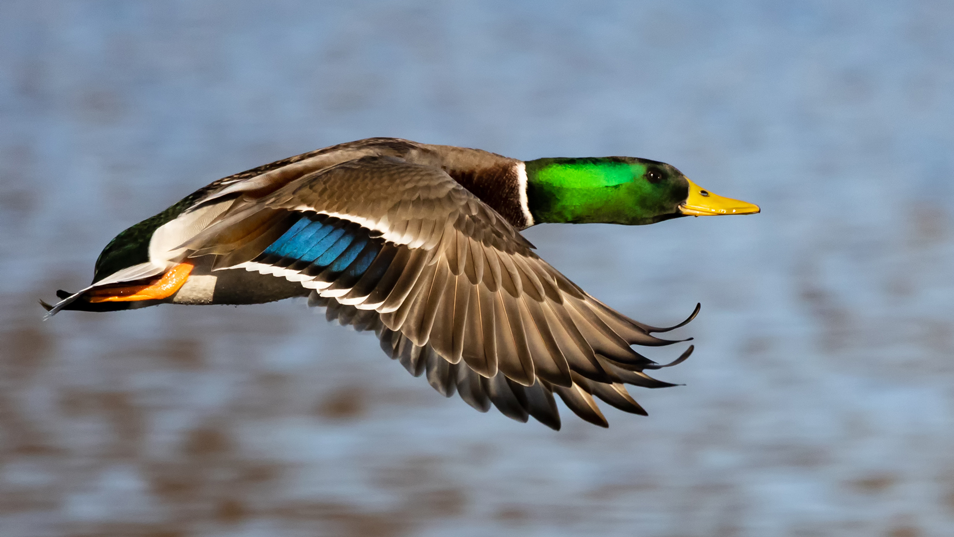 Erpel über dem Aueweiher