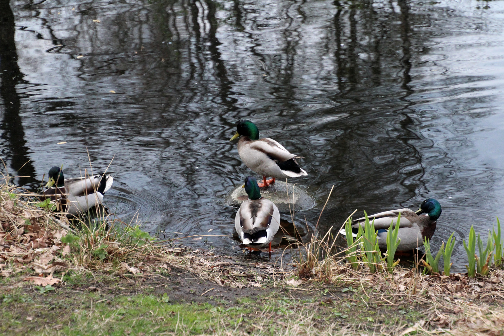 Erpel Überschuss im Stadtpark ... 