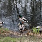 Erpel Überschuss im Stadtpark ... 