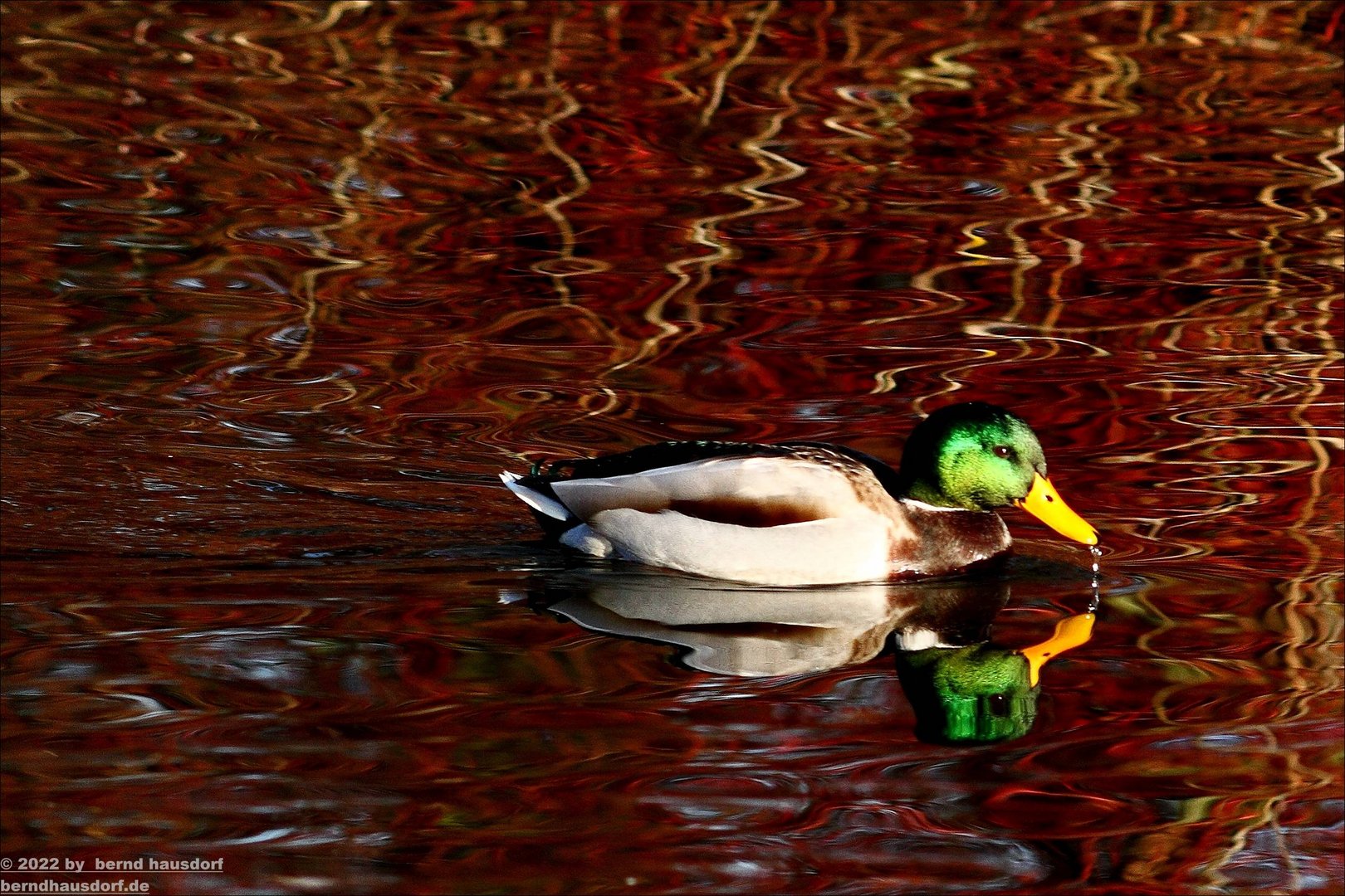 Erpel und Teich