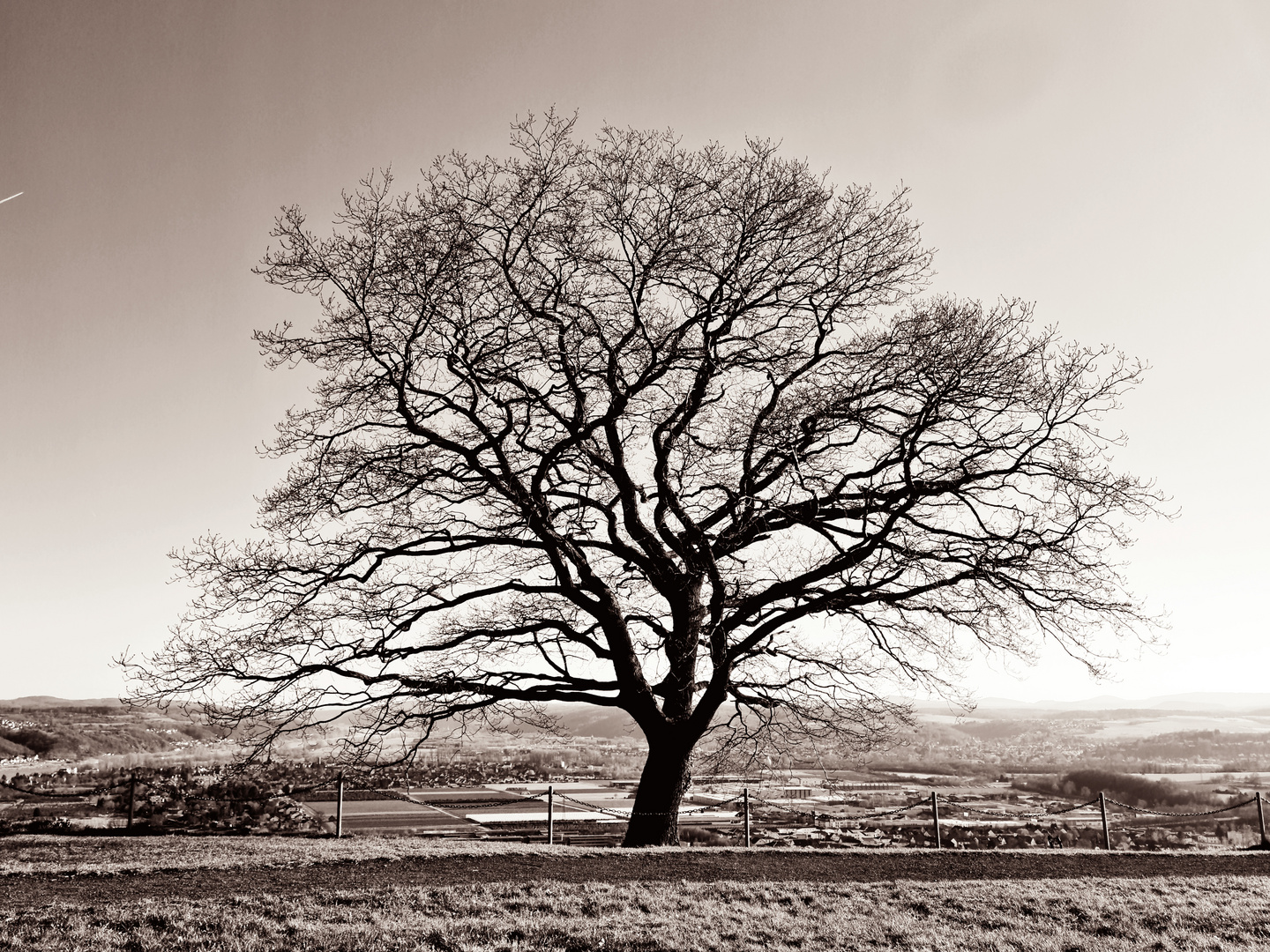 Erpeler Ley Foto & Bild | baum, natur, landschaft Bilder auf fotocommunity