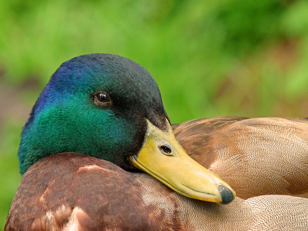 Erpelportrait