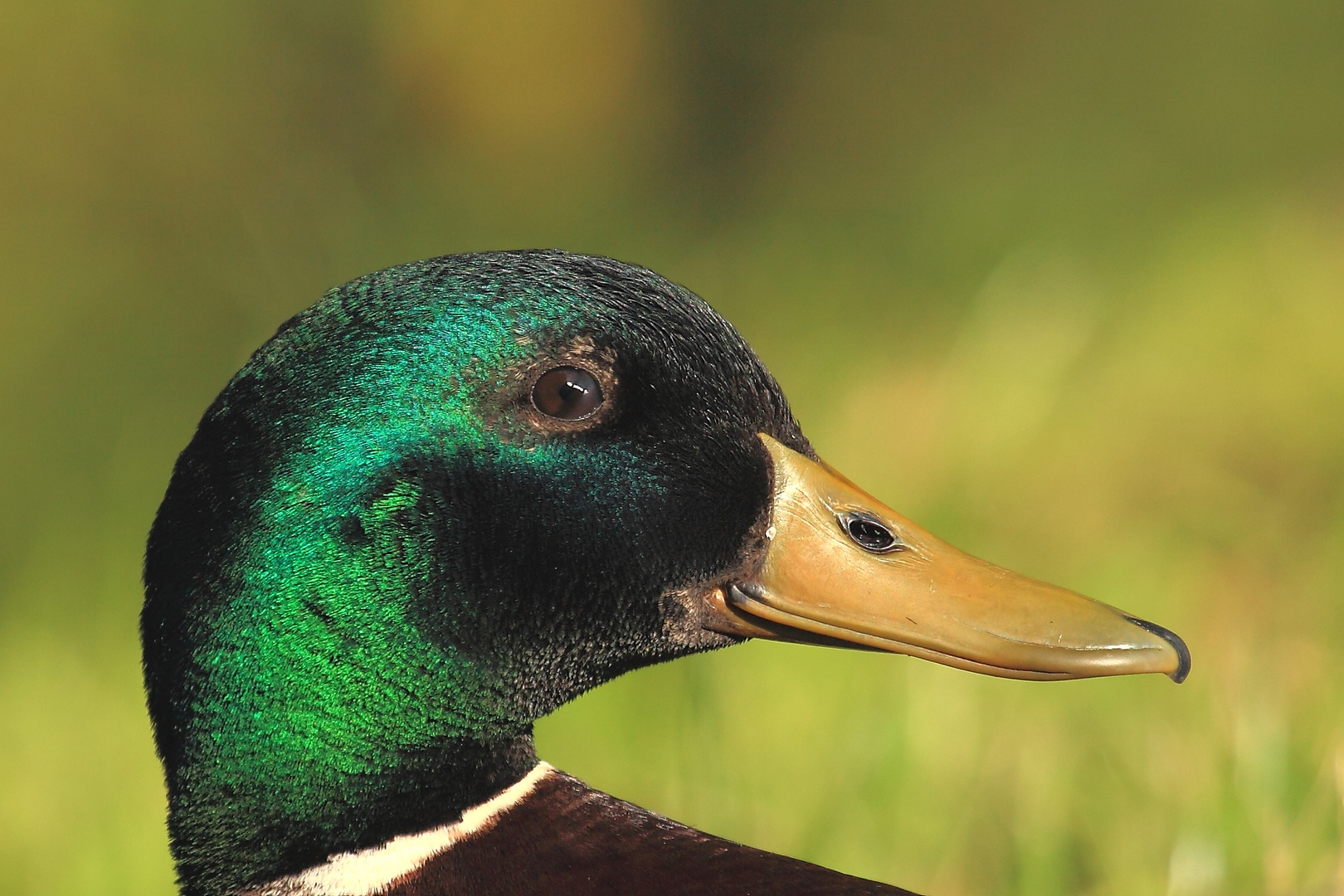 Erpelportrait