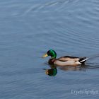 Erpelschönheit am See