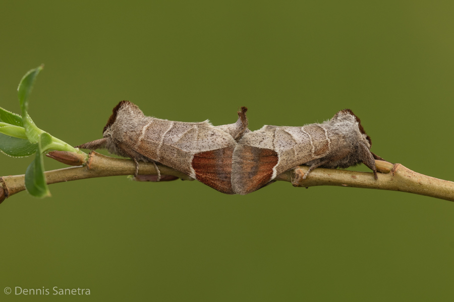 Erpelschwanz-Rauhfußspinner (Clostera curtula) Paarung