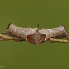Erpelschwanz-Rauhfußspinner (Clostera curtula) Paarung