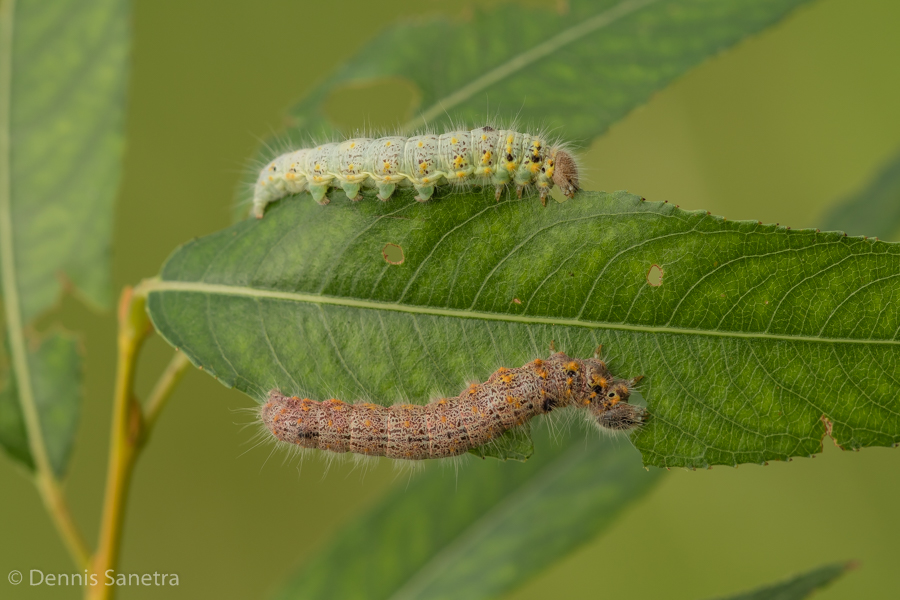 Erpelschwanz-Rauhfußspinner (Clostera curtula) Raupen