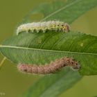 Erpelschwanz-Rauhfußspinner (Clostera curtula) Raupen