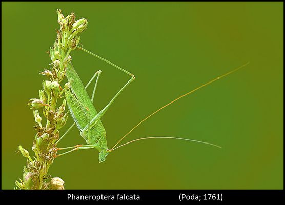 Errata Corrige Un Mondo parallelo 21