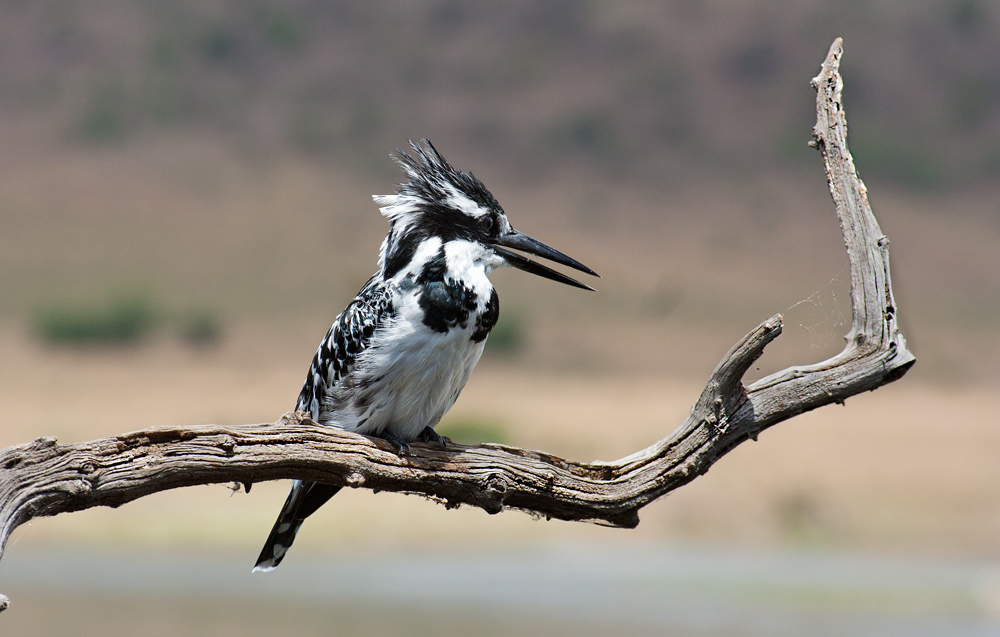 erregter Kingfisher im Pilanesberg