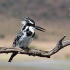 erregter Kingfisher im Pilanesberg