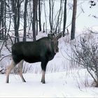 Ersatz für fehlende Polarlichtaktivitäten