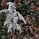 Ersatz für´s Mittwochsblümchen