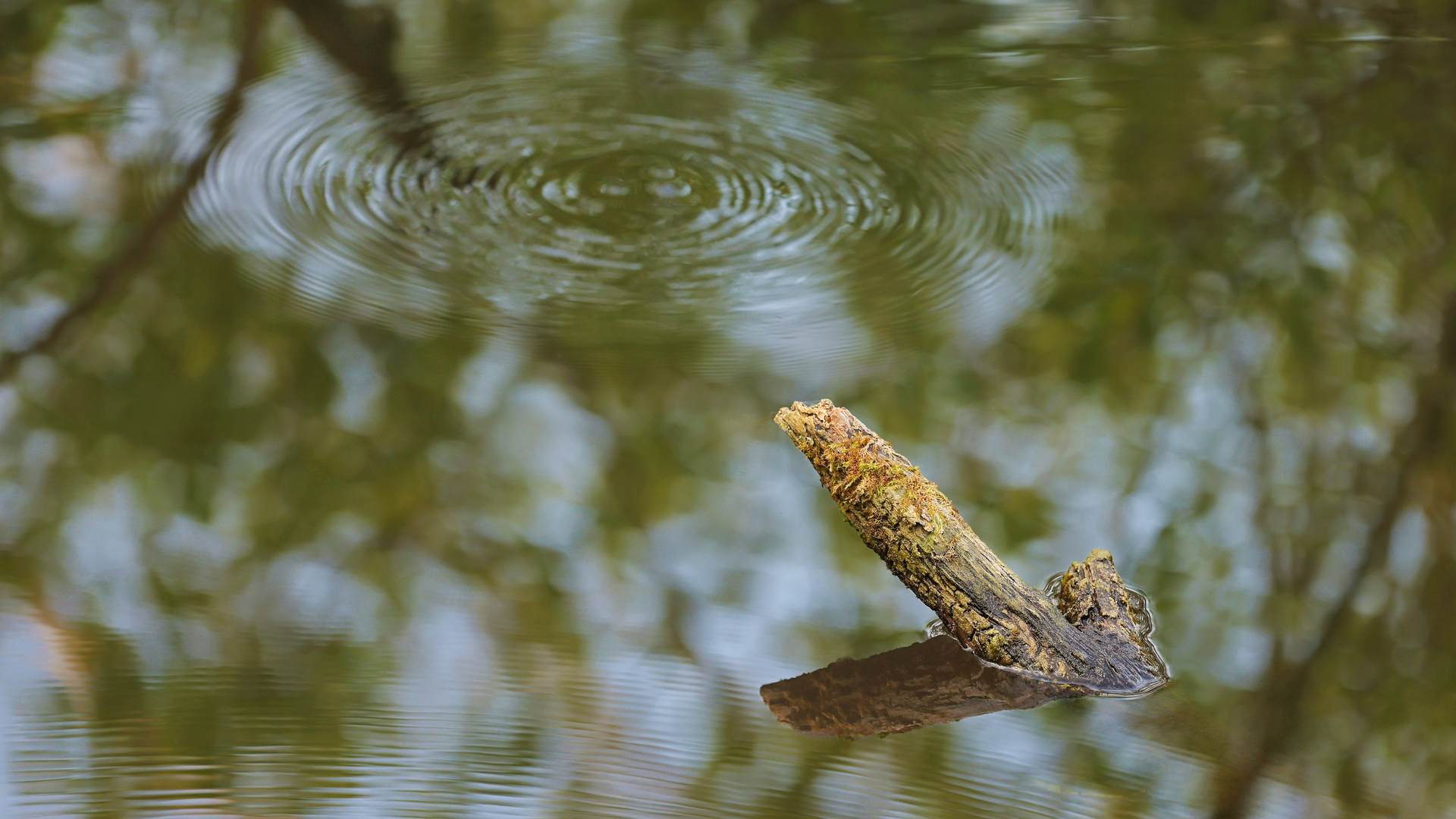 Erscheinung am Teich 