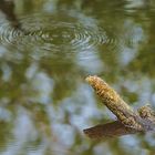 Erscheinung am Teich 