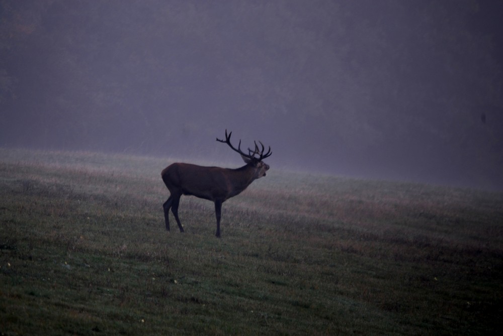 Erscheinung im Nebel