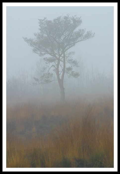 Erscheinungen im Nebel