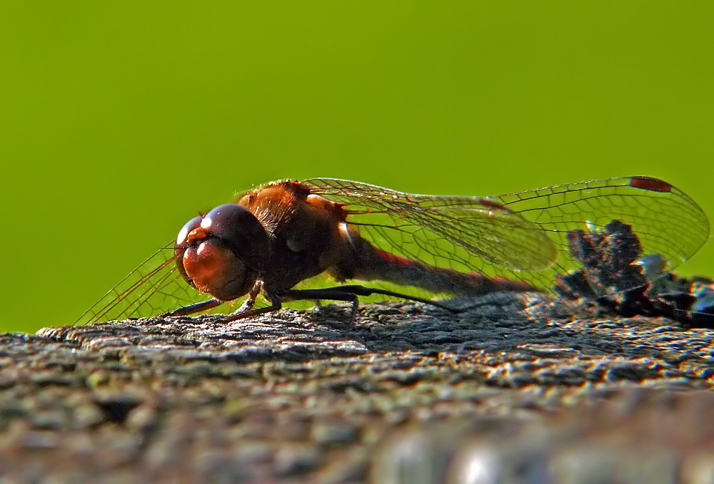 Erschöpft liegt sie in der Sonne und lässt die Flügel hängen.