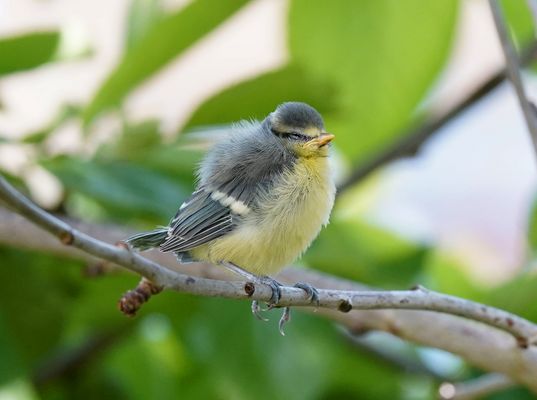 Erschöpft nach dem ersten Ausflug - junge Blaumeise