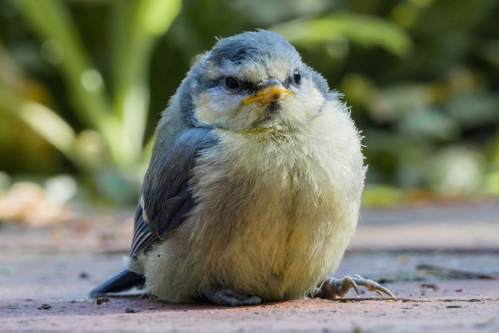 erschöpft vom fliegen lernen