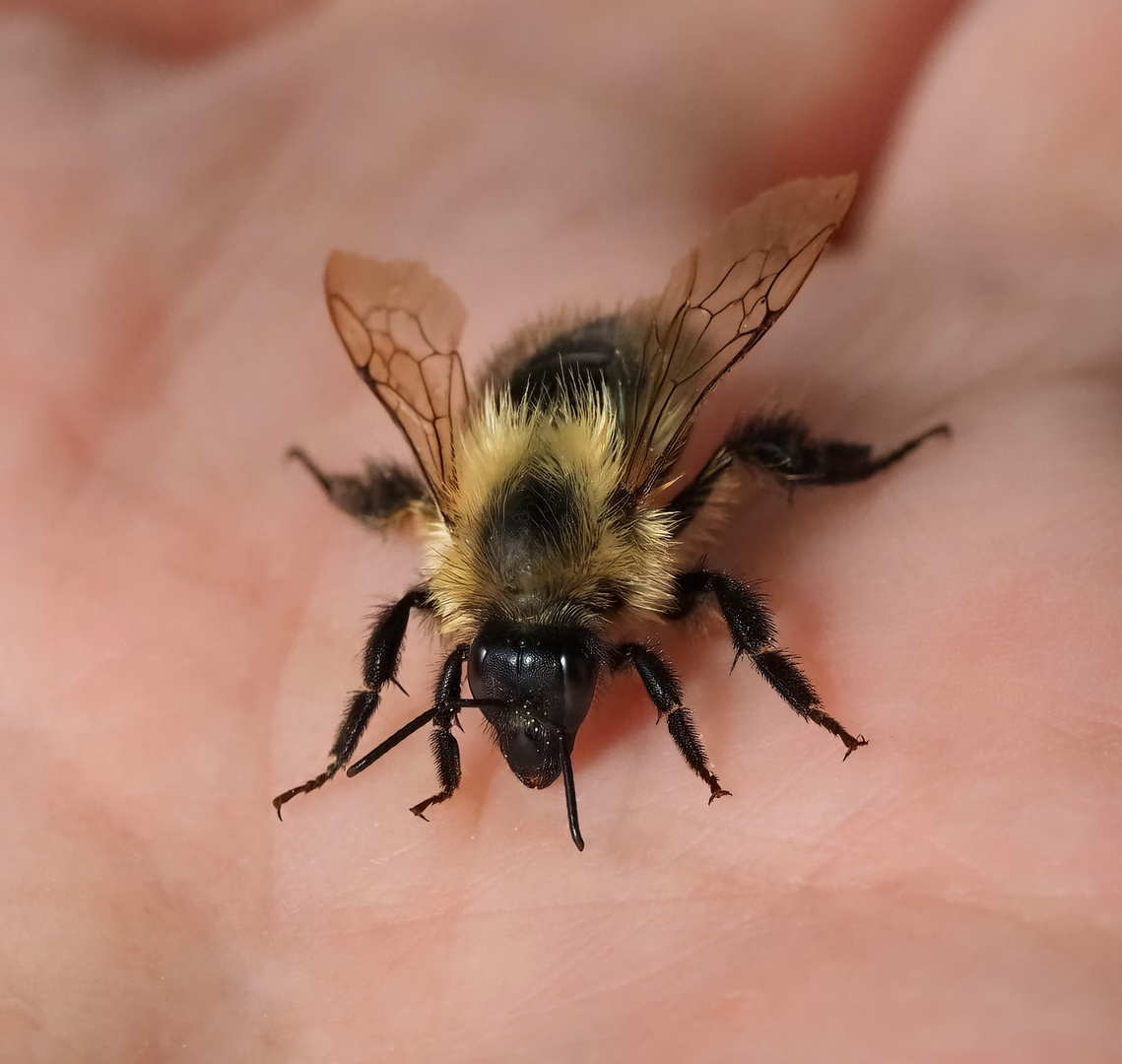 Erschöpfte Hummel..