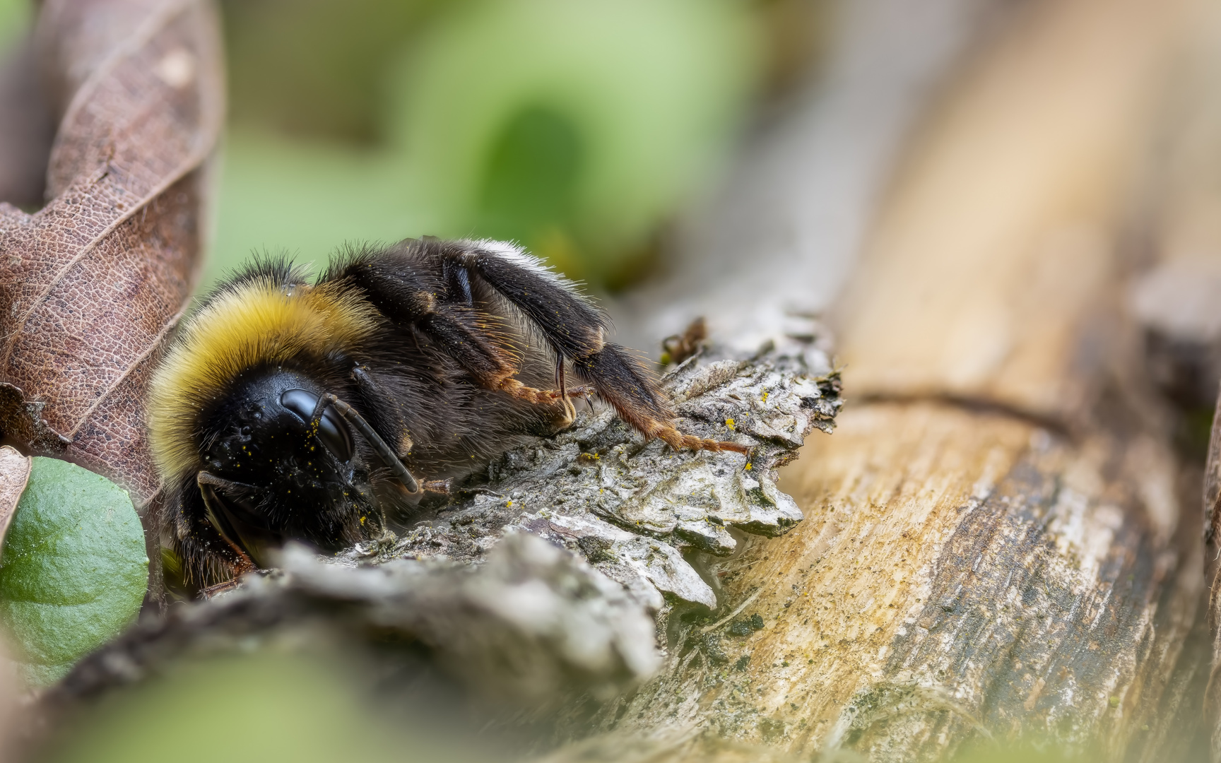 Erschöpfte Hummelkönigin (Bombus sp.)