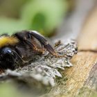 Erschöpfte Hummelkönigin (Bombus sp.)