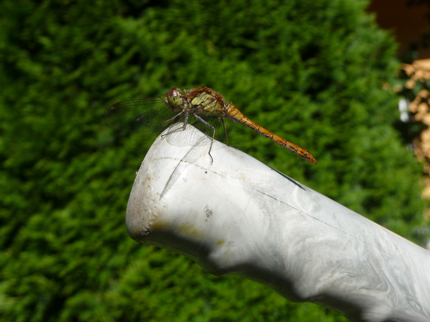 Erschöpfte Libelle ruht sich auf einem Lenker aus